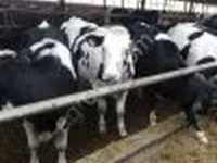 Tehén, Swiss cattle — 2. fotó