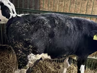 Dibi, Russian Black pied cattle — sawirka 4