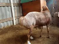 የጎትት አውራ በግ, Arashan sheep — ፎቶ 3