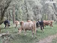 Lembu betina, Simmental cattle — foto 7