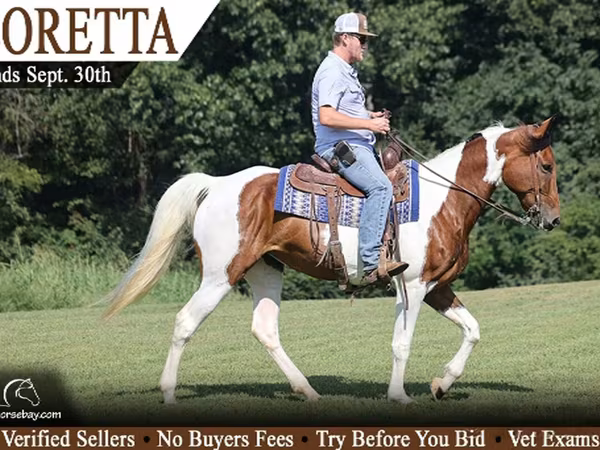 Kobila, Tennessee Walking Horse