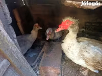 Ducks — 사진 1