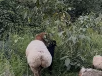 Widder, Rhon sheep — Foto 3