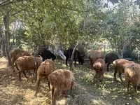 Kambing jantan, Rhon sheep — foto 2
