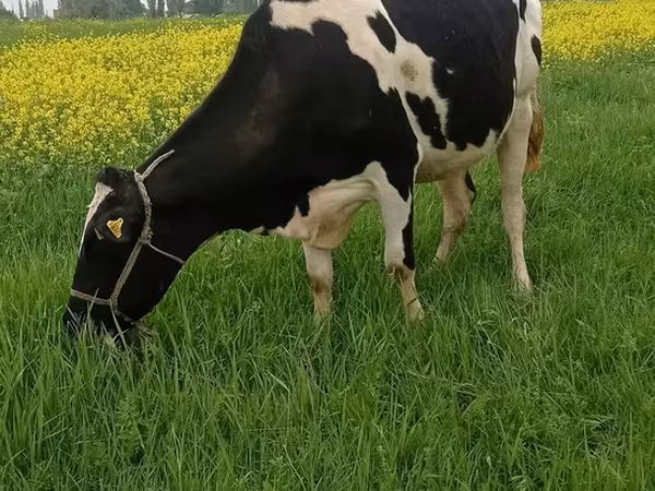 Raza Holstein