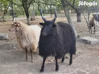 میش, Racka sheep — عکس 4