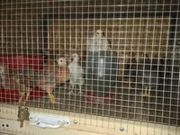 Chickens — zdjęcie 3