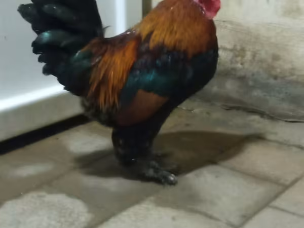 Jakido