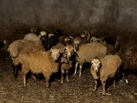 양(암수 미지정, 묶음), 양 — 사진 1