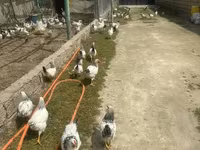 Chickens — ፎቶ 3