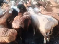 Domba jantan, Sheep — foto 2