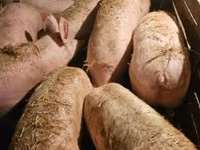 Säue, Schweine — Foto 4