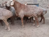قوچ, Edilbay sheep — عکس 3