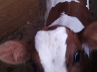 Lembu jantan, Cattle — foto 2