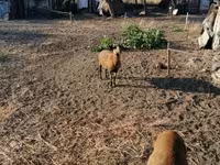 Får, Cameroon sheep — foto 1