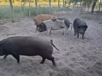 Kanec, Prasata — foto 5