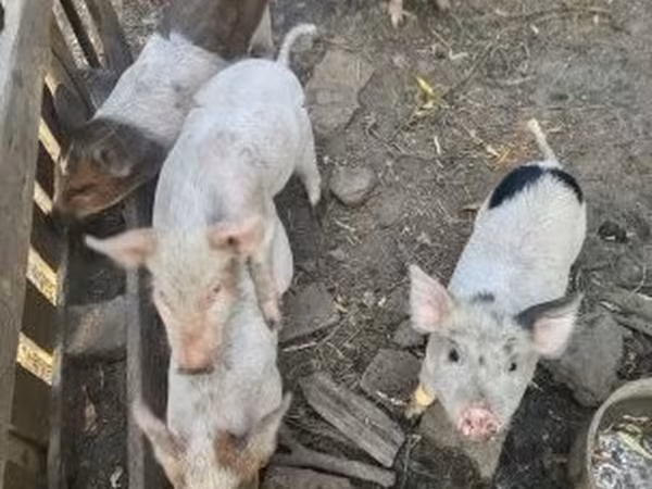 Pigs (batch, sex not specified),  — Hungary
