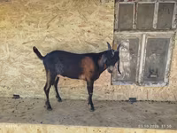 숫염소, Nubian Goat — 사진 1