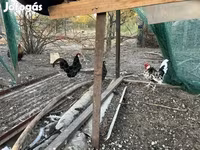 Chickens — photo 3