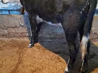 Үнээ, Latvian Blue cattle — 3 зураг