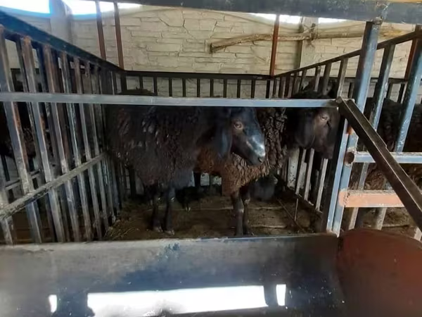 قوچ, Hissar sheep