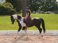 ცხენი, Friesian — ფოტო 3