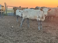 گاو و گوساله (گروه، جنسیت مشخص نشده), Swiss cattle — عکس 4