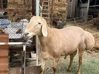 Montone, Rhon sheep — foto 3