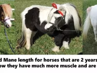 گھوڑا, Miniature horse — تصویر 5