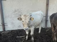 Ko, Simmental cattle — foto 4