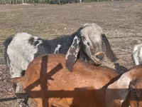 Kozioł, Nubian Goat — zdjęcie 1