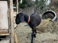 Cừu đực, Arashan sheep — ảnh 2