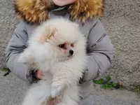 Pomeranian (Spitz) balası – krem/ağ rəngli, tükləri çox sıx və yumşaq — تصویر 4