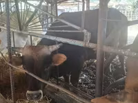 วัวตัวผู้, Swiss cattle — รูปภาพ 6