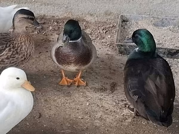 Ducks
