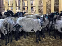 Widder, Romanov sheep — Foto 3