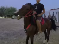 اسب نر, اسب — عکس 4