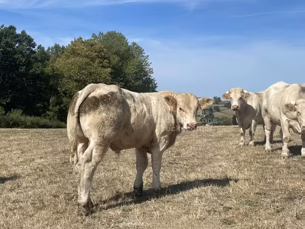 Lembu jantan, Charolais cattle
