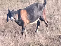 Ziegenbock, Nubian Goat — Foto 3