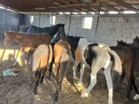 Cavalla, Cavalli — foto 2