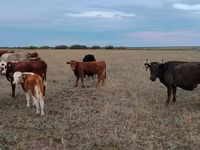 گاو ماده, Ukrainian grey cattle — عکس 2