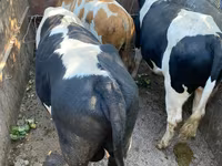 Бұқа, Russian Black pied cattle — 2-сурет