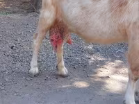بز ماده, بز — عکس 3