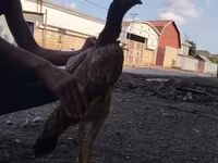 Chickens — foto 4