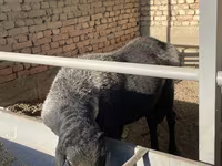Baran, Owce — zdjęcie 2