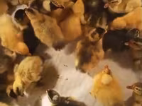 Ducks — புகைப்படம் 1