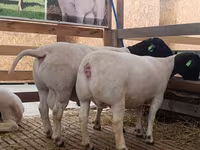 በግ, Sheep — ፎቶ 1