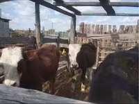 황소, Simmental cattle — 사진 3