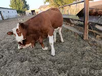 Krava, Simmental cattle — foto 2