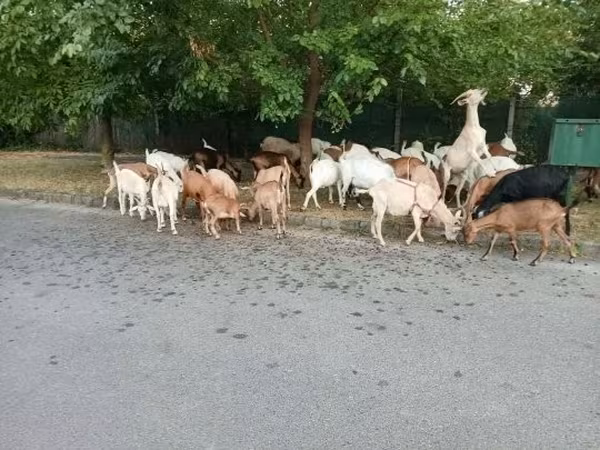 Goat, Goats — Hungary
